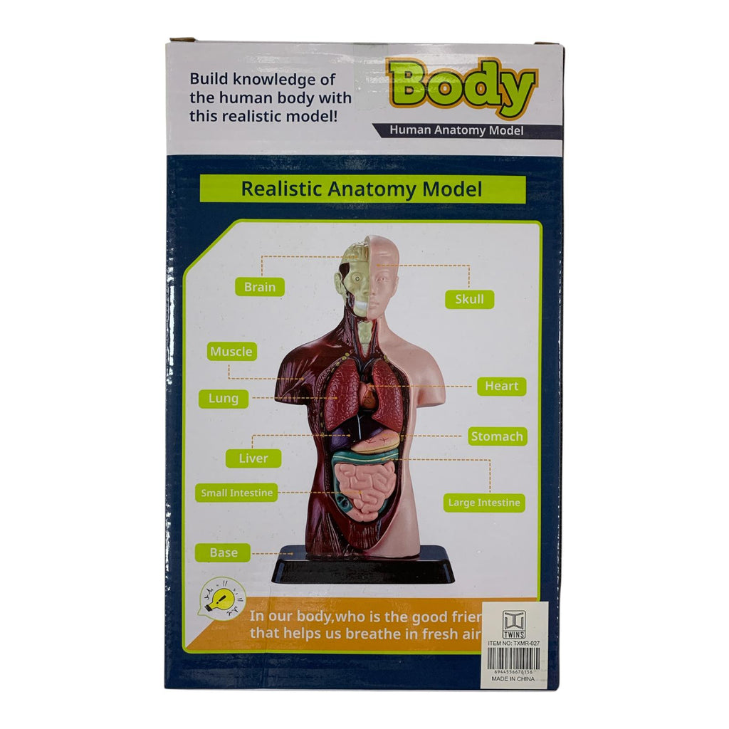 Body Human Anatomy Model Torso Scientific Toy Set || لعبة علمية اعضاء جسم الانسان من الجذع الى الاعلى