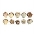 A&T DIY Sea Shells 🐚 || اصداف اشغال يدوية