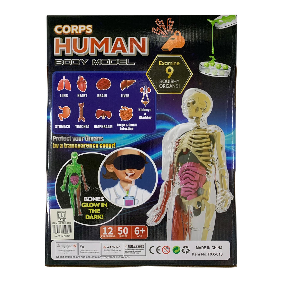 طقم نموذج جسم الإنسان التعليمي - يتوهج في الظلام || Corps Human Body Model Glow in the Dark Scientific Toy Set