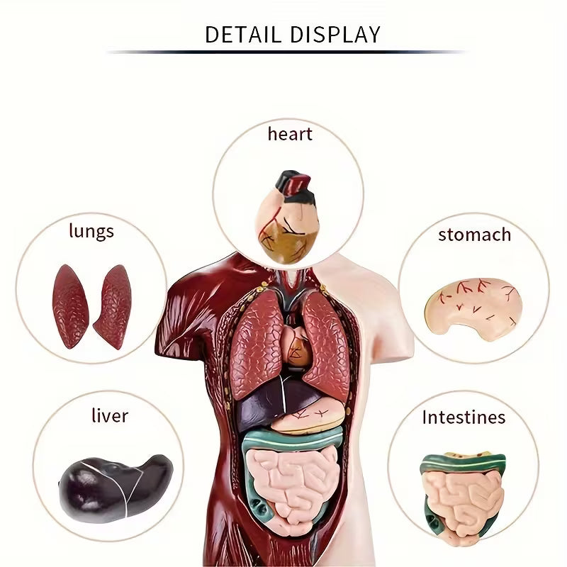 Body Human Anatomy Model Torso Scientific Toy Set || لعبة علمية اعضاء جسم الانسان من الجذع الى الاعلى