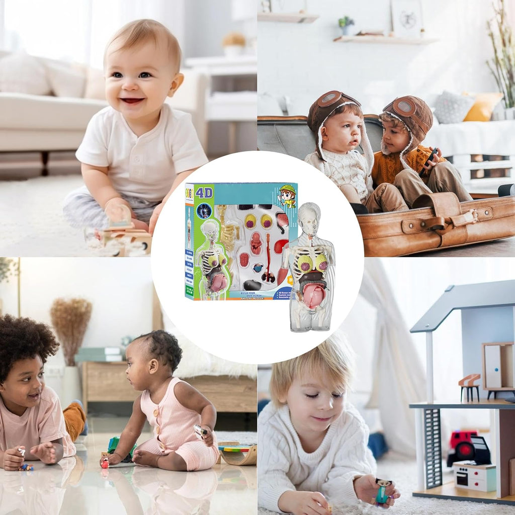 مجموعة مجسم الجذع للمرأة الحامل رباعي الأبعاد (4D) - لعبة علمية || 4D Transperant Pregnancy Torso Model Scientific Toy Set