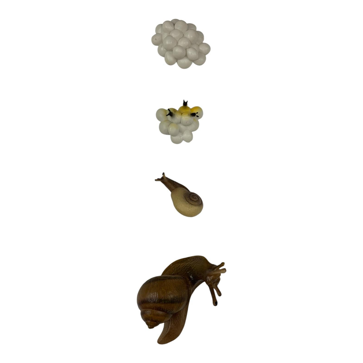 Educational Scientific Toys Life Cycle Set Snail || مجموعة ألعاب علمية لدورة حياة الحلزون