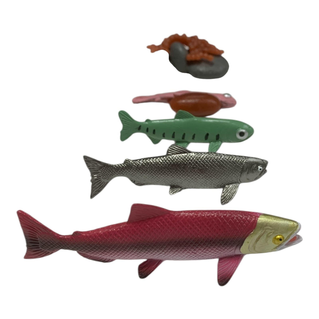 Educational Scientific Toys Life Cycle Set Fish || مجموعة ألعاب تعليمية علمية لدورة حياة الأسماك
