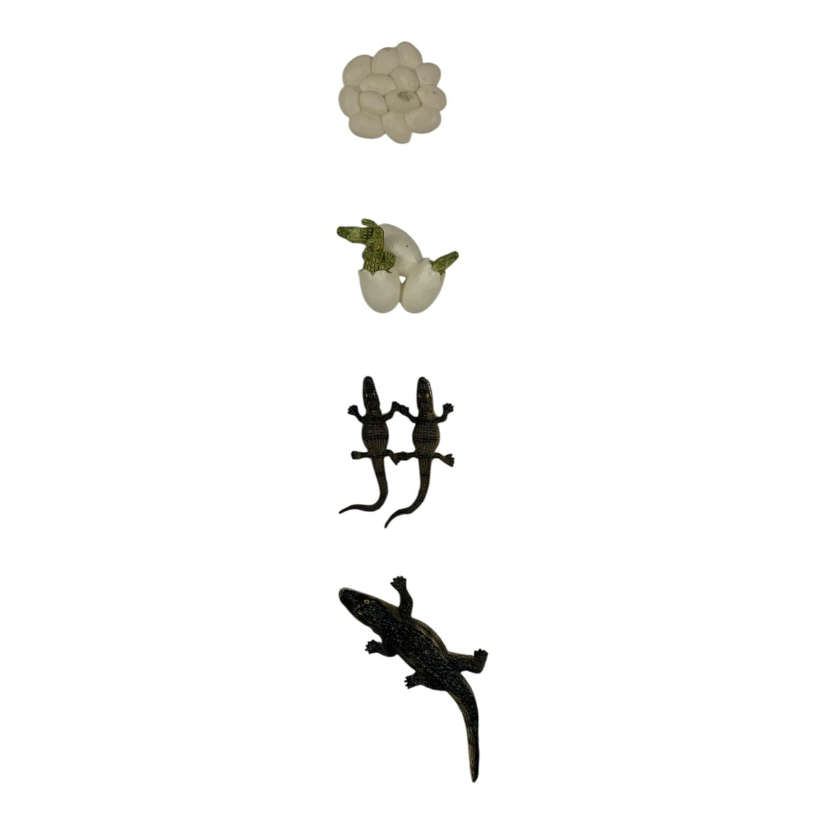 Educational Scientific Toys Life Cycle Set Alligator || مجموعة ألعاب علمية لدورة حياة التمساح