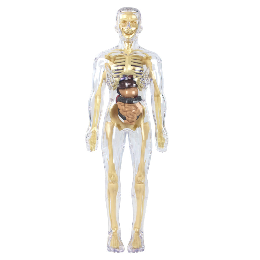 لعبة جسم الإنسان العلمية