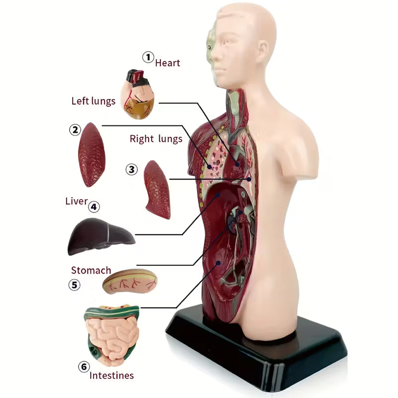 Body Human Anatomy Model Torso Scientific Toy Set || لعبة علمية اعضاء جسم الانسان من الجذع الى الاعلى