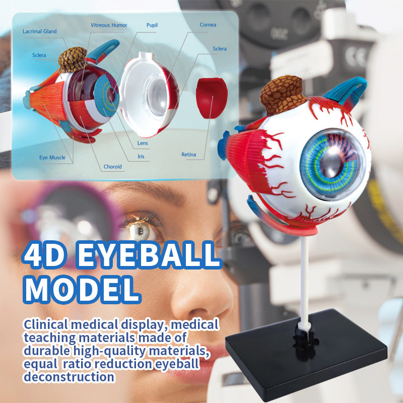 4D Eyeball Anatomy Model Scientific Toy Set || لعبة علمية اجزاء العين البشرية رباعية الابعاد