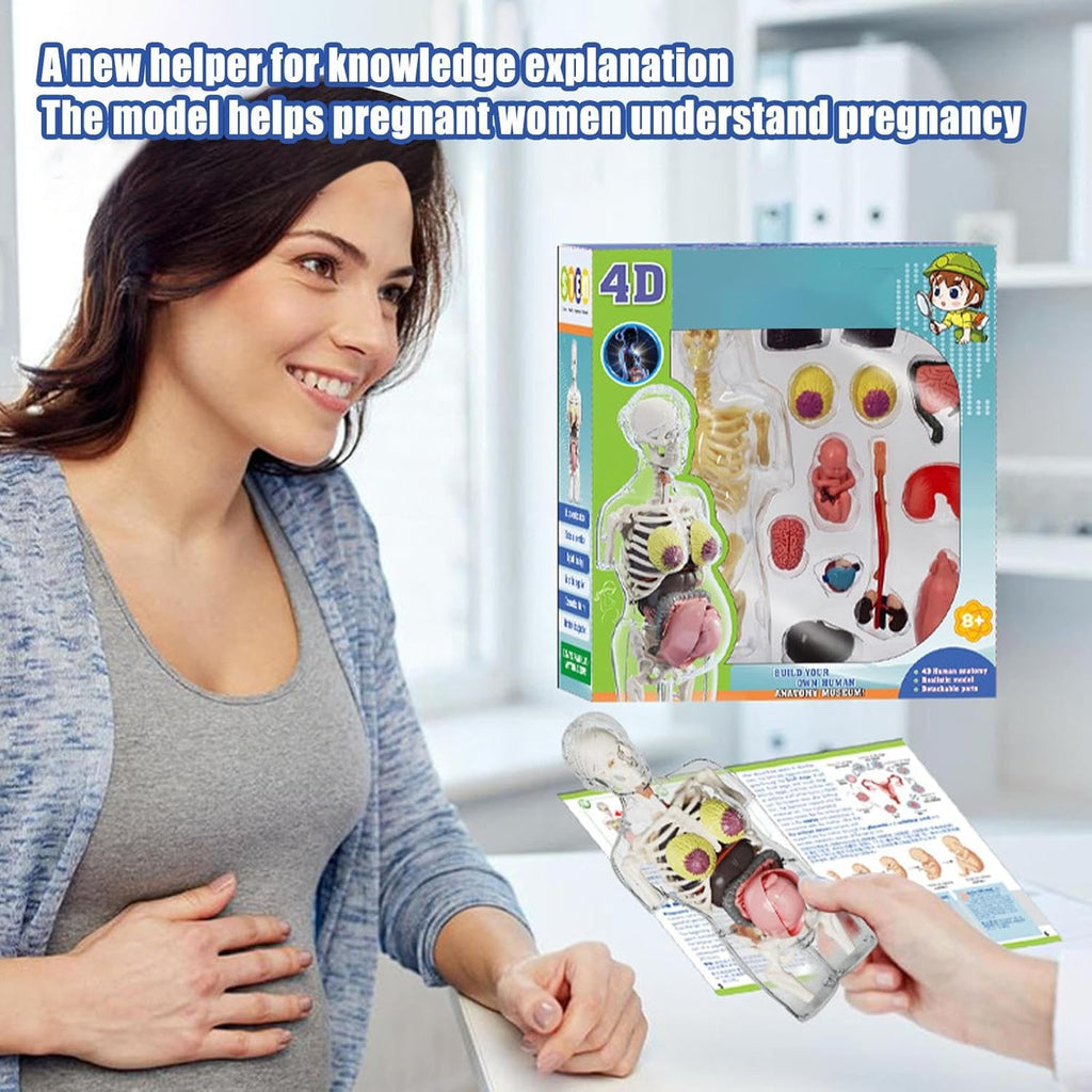 مجموعة مجسم الجذع للمرأة الحامل رباعي الأبعاد (4D) - لعبة علمية || 4D Transperant Pregnancy Torso Model Scientific Toy Set