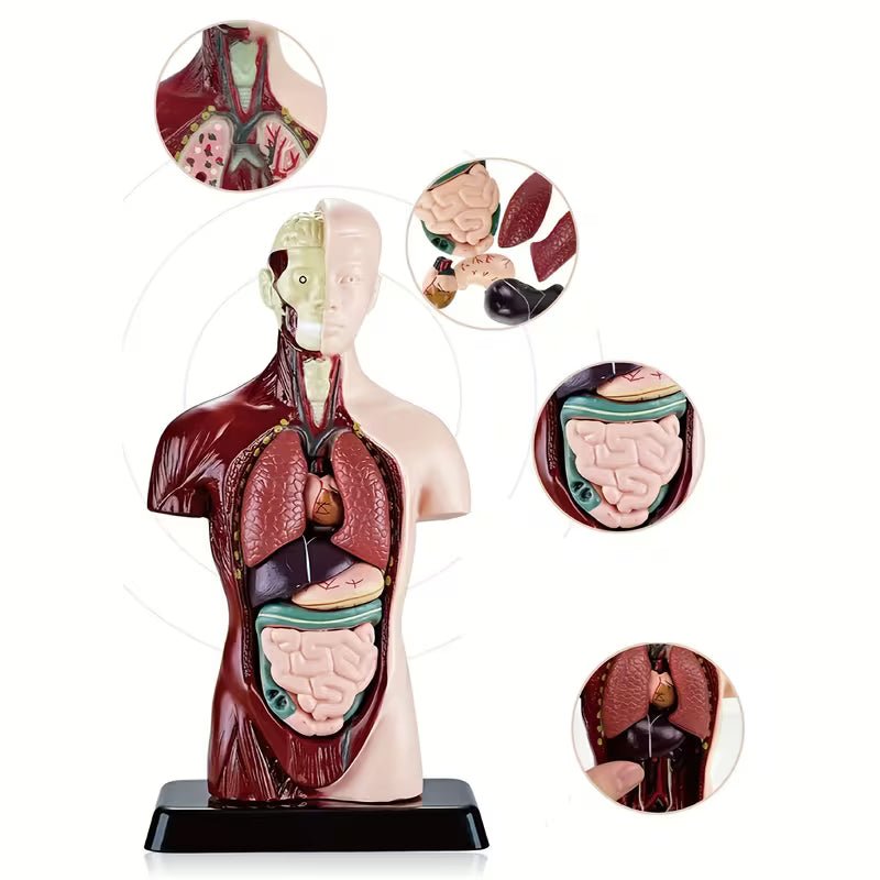 Body Human Anatomy Model Torso Scientific Toy Set || لعبة علمية اعضاء جسم الانسان من الجذع الى الاعلى