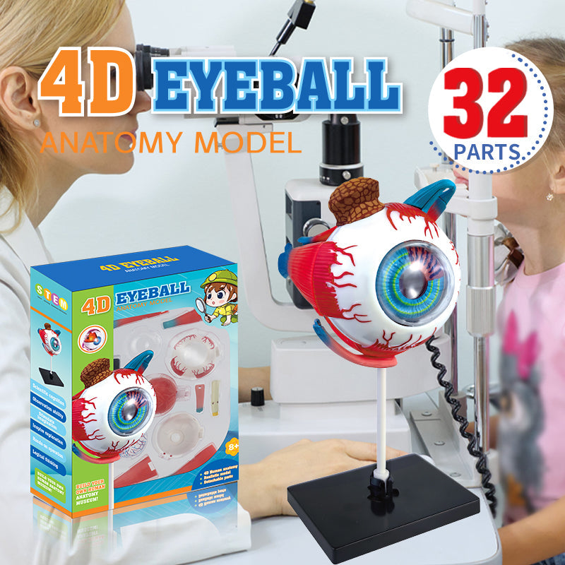 4D Eyeball Anatomy Model Scientific Toy Set || لعبة علمية اجزاء العين البشرية رباعية الابعاد