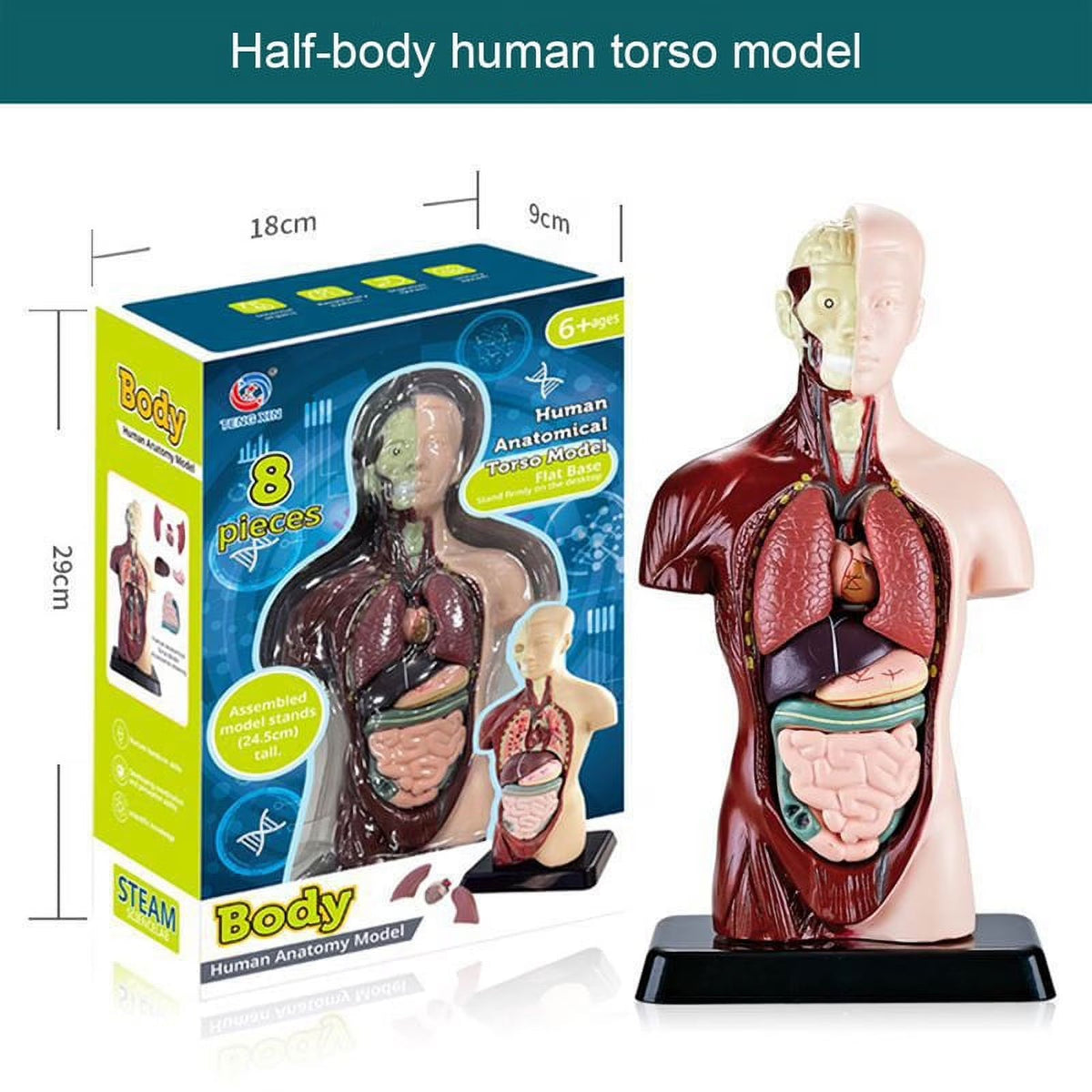 Body Human Anatomy Model Torso Scientific Toy Set || لعبة علمية اعضاء جسم الانسان من الجذع الى الاعلى