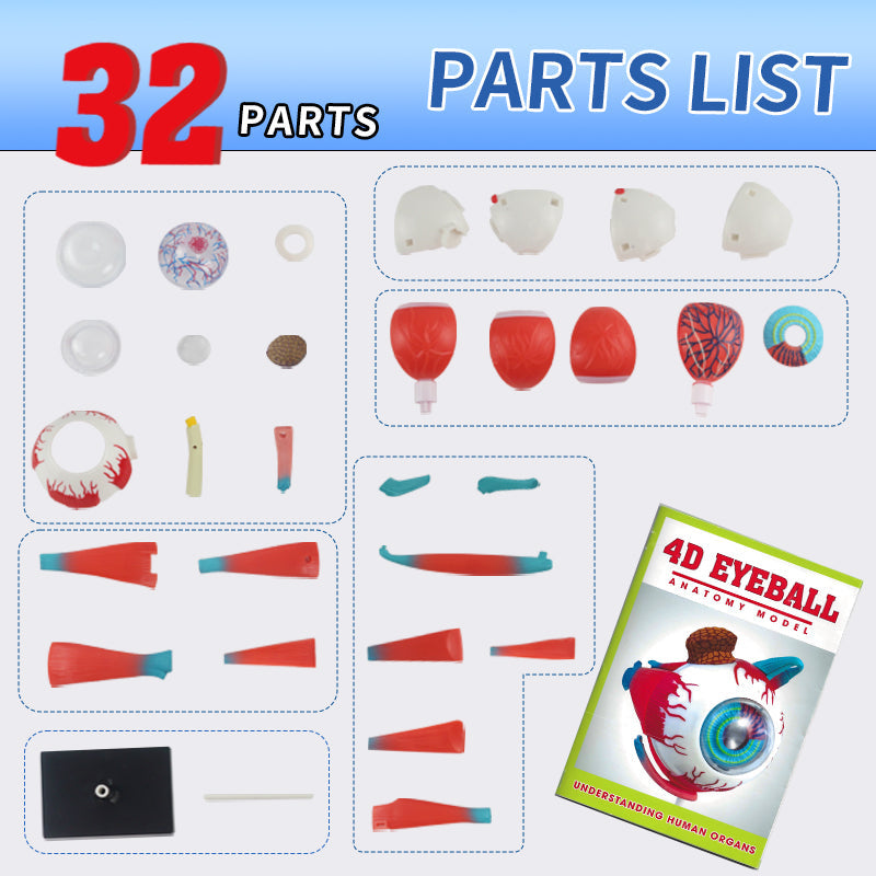 4D Eyeball Anatomy Model Scientific Toy Set || لعبة علمية اجزاء العين البشرية رباعية الابعاد