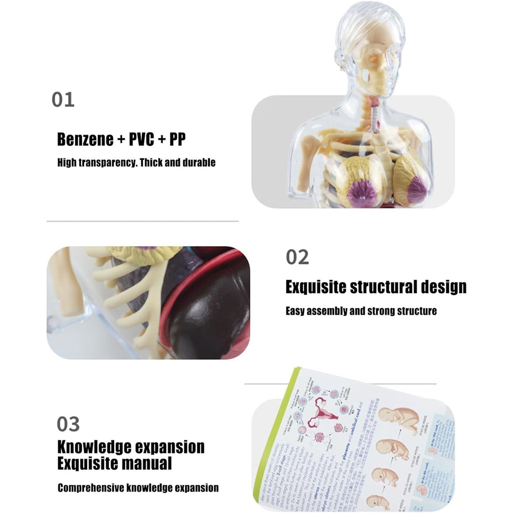 مجموعة مجسم الجذع للمرأة الحامل رباعي الأبعاد (4D) - لعبة علمية || 4D Transperant Pregnancy Torso Model Scientific Toy Set
