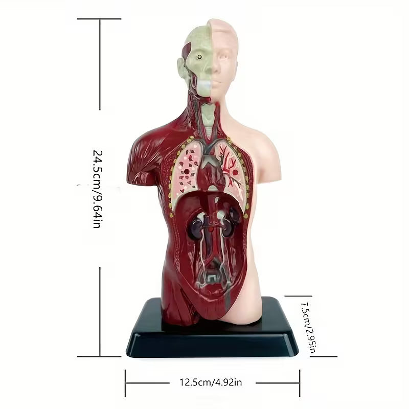 Body Human Anatomy Model Torso Scientific Toy Set || لعبة علمية اعضاء جسم الانسان من الجذع الى الاعلى