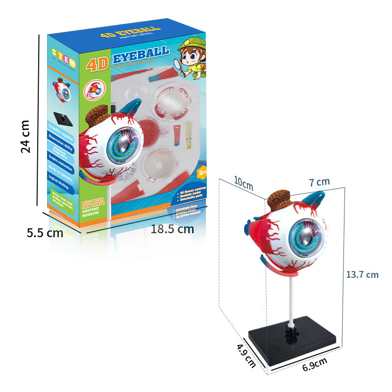 4D Eyeball Anatomy Model Scientific Toy Set || لعبة علمية اجزاء العين البشرية رباعية الابعاد