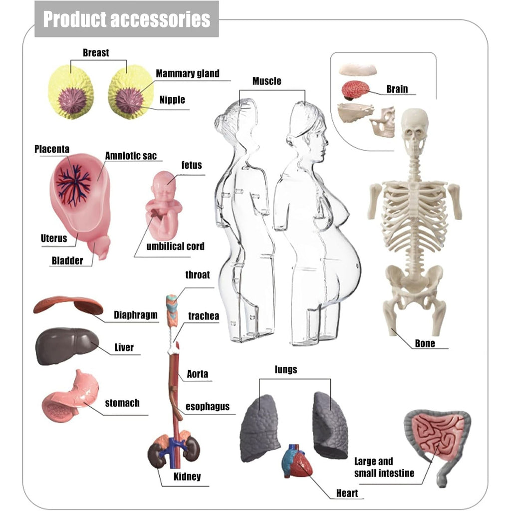 مجموعة مجسم الجذع للمرأة الحامل رباعي الأبعاد (4D) - لعبة علمية || 4D Transperant Pregnancy Torso Model Scientific Toy Set