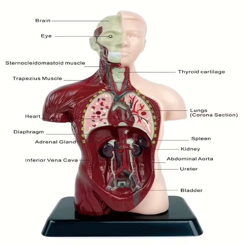 Body Human Anatomy Model Torso Scientific Toy Set || لعبة علمية اعضاء جسم الانسان من الجذع الى الاعلى