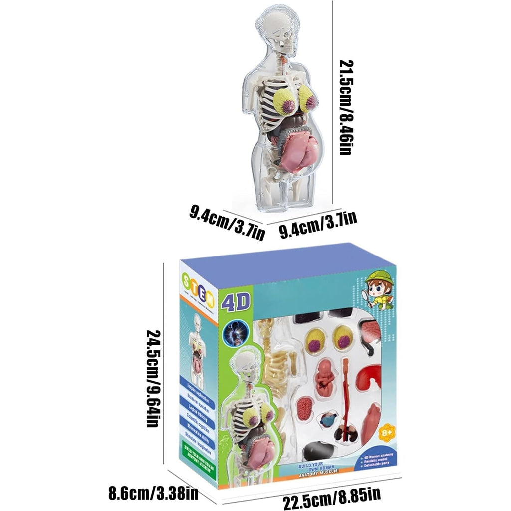 مجموعة مجسم الجذع للمرأة الحامل رباعي الأبعاد (4D) - لعبة علمية || 4D Transperant Pregnancy Torso Model Scientific Toy Set