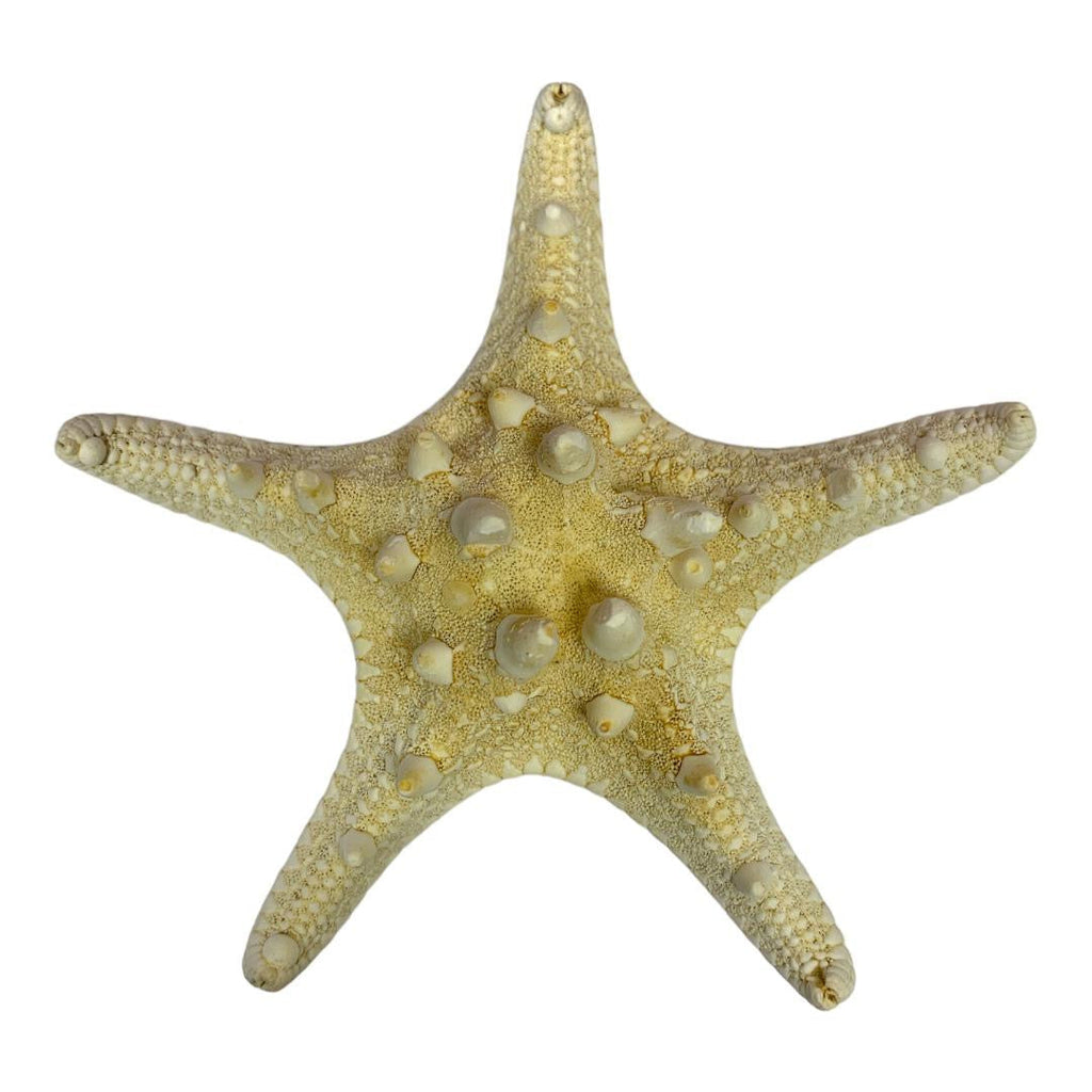A&T DIY Starfish || نجمة البحر من "إي آند تي" للأشغال اليدوية