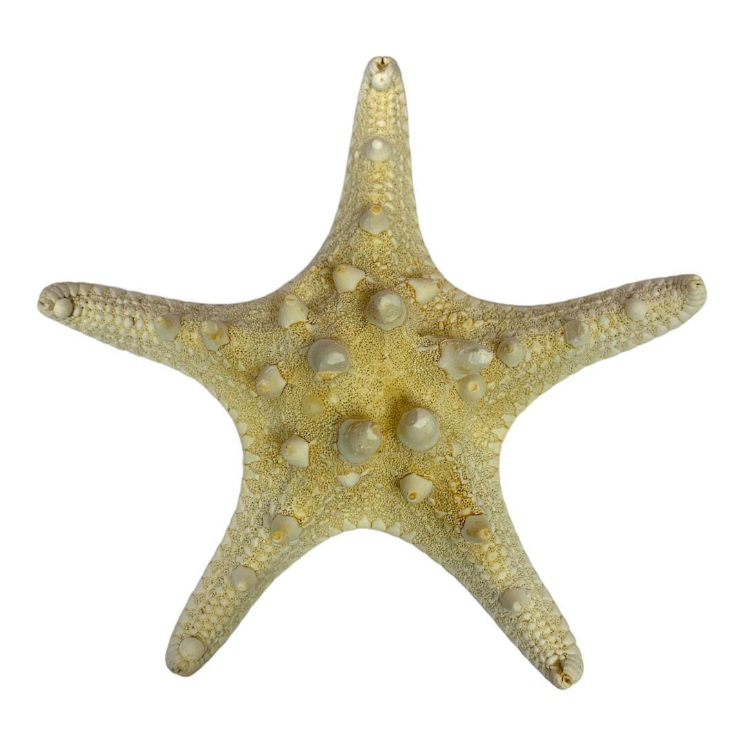 A&T DIY Starfish || نجمة البحر من "إي آند تي" للأشغال اليدوية