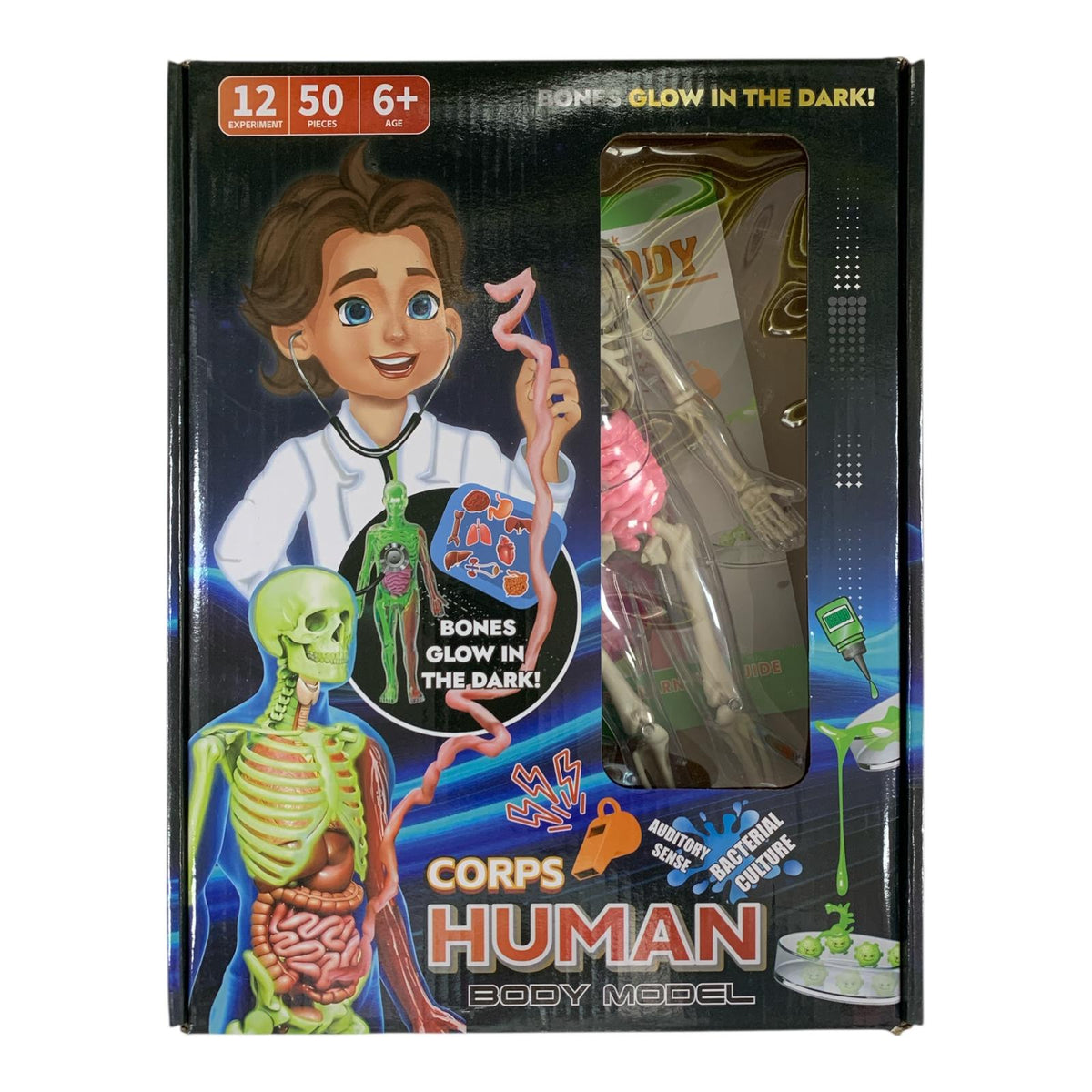 طقم نموذج جسم الإنسان التعليمي - يتوهج في الظلام || Corps Human Body Model Glow in the Dark Scientific Toy Set