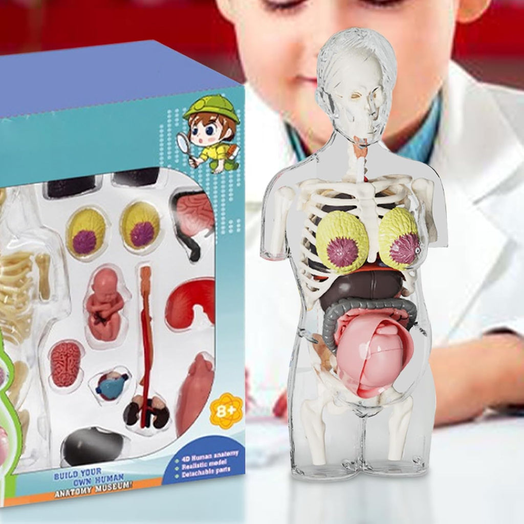 مجموعة مجسم الجذع للمرأة الحامل رباعي الأبعاد (4D) - لعبة علمية || 4D Transperant Pregnancy Torso Model Scientific Toy Set