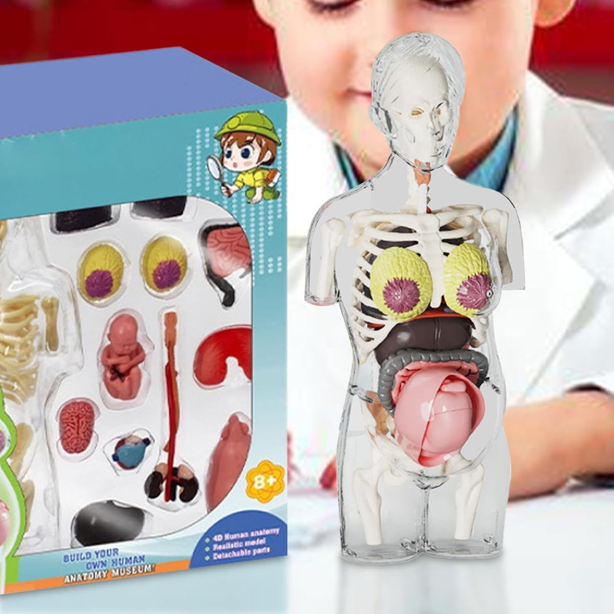 مجموعة مجسم الجذع للمرأة الحامل رباعي الأبعاد (4D) - لعبة علمية || 4D Transperant Pregnancy Torso Model Scientific Toy Set