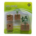 Educational Scientific Toys Life Cycle Set Plant || مجموعة ألعاب تعليمية علمية لدورة حياة النبات