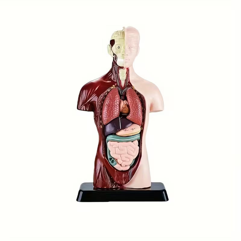 Body Human Anatomy Model Torso Scientific Toy Set || لعبة علمية اعضاء جسم الانسان من الجذع الى الاعلى