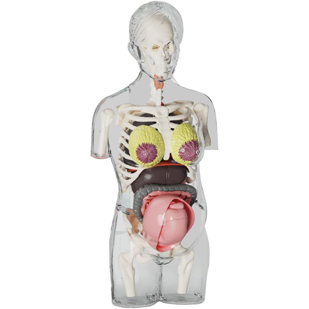 مجموعة مجسم الجذع للمرأة الحامل رباعي الأبعاد (4D) - لعبة علمية || 4D Transperant Pregnancy Torso Model Scientific Toy Set