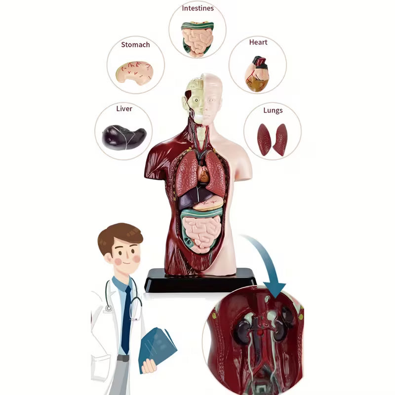 Body Human Anatomy Model Torso Scientific Toy Set || لعبة علمية اعضاء جسم الانسان من الجذع الى الاعلى
