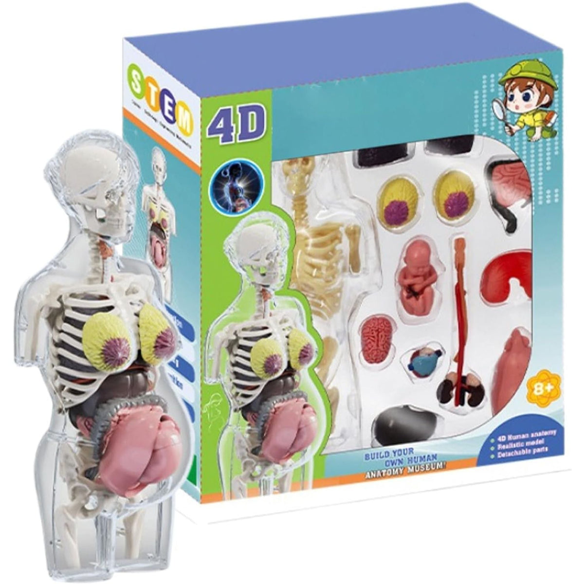 مجموعة مجسم الجذع للمرأة الحامل رباعي الأبعاد (4D) - لعبة علمية || 4D Transperant Pregnancy Torso Model Scientific Toy Set