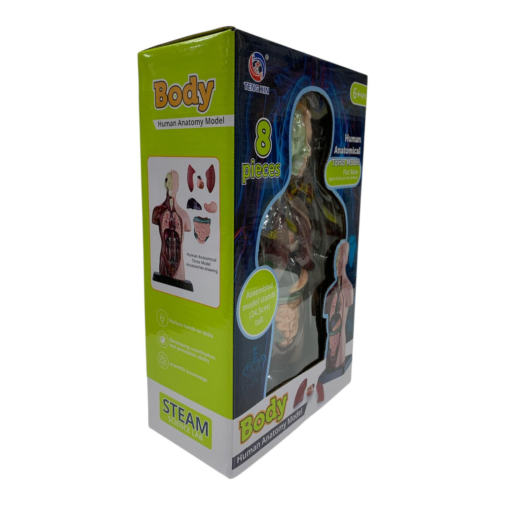 Body Human Anatomy Model Torso Scientific Toy Set || لعبة علمية اعضاء جسم الانسان من الجذع الى الاعلى